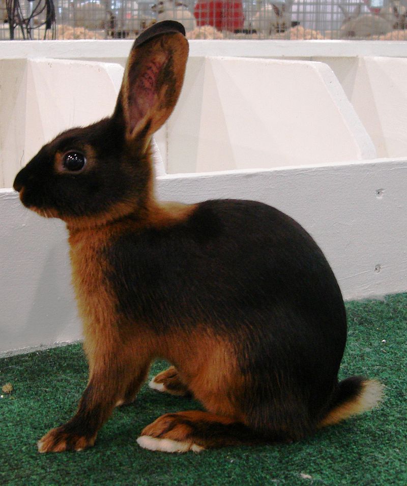 Хотот - это оригинальная порода кроликов