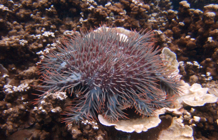 Морська фауна призвела до загрози зникнення коралових рифів   Фото: Reuters   Москва