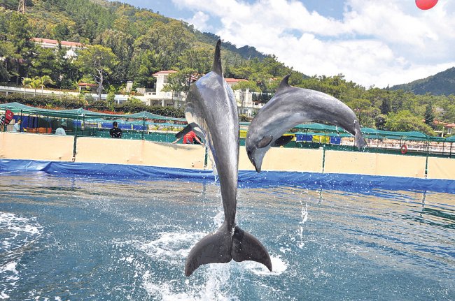По суті, басейни для дельфінів - це обгороджене морський простір