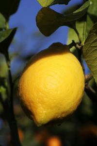 У 1887 році французький письменник Стефан Льежар (Stephen Liégeard) - до речі, саме він придумав назву «Лазурний Берег» - описував, кажучи про Ментоне, «невеликі долини, де морський вітер обрушує на подорожнього п'янкі пахощі лимонних дерев»