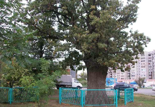 На сьогоднішній день дуб Петра Першого на вулиці Генерала Герасименко визнали пам'яткою живої природи всеросійського значення, в честь чого була встановлена ​​пам'ятна табличка, а саме дерево взято під державну охорону