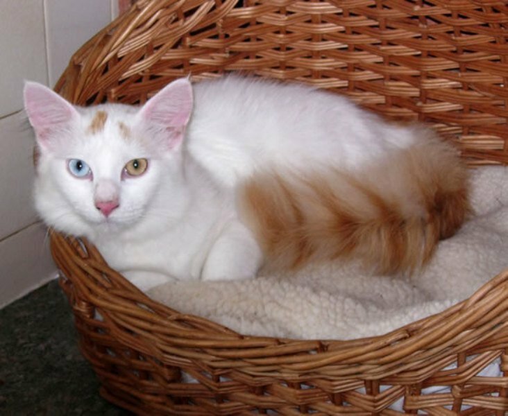 На жаль, у повністю білій кішечки зустрічається глухота, але цей генетичний порок не спостерігається у чистопородних турецьких ванів класичного забарвлення
