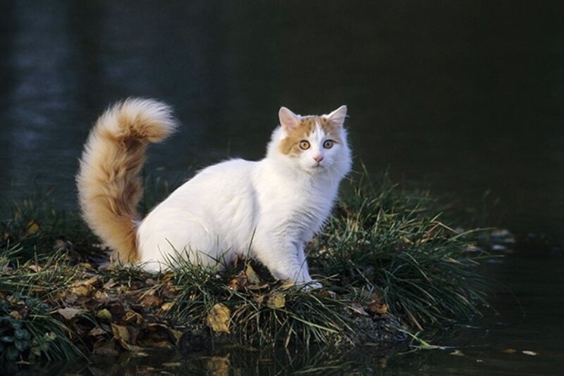 Найбільше справжніх ванської кішок є в Голландії, США та Франції