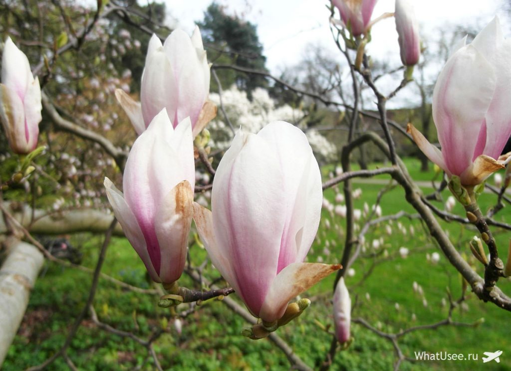 Музей оточений красивою територією, на якій розбитий сад: цвітуть вишня, магнолії