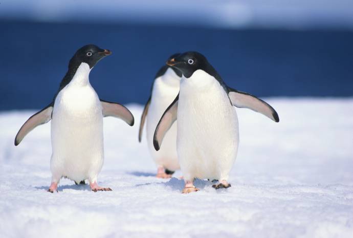 Аделі - найчисленніший з пінгвінів в Антарктиді