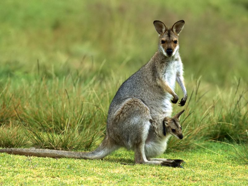 В Австралії живе кілька видів кенгуру