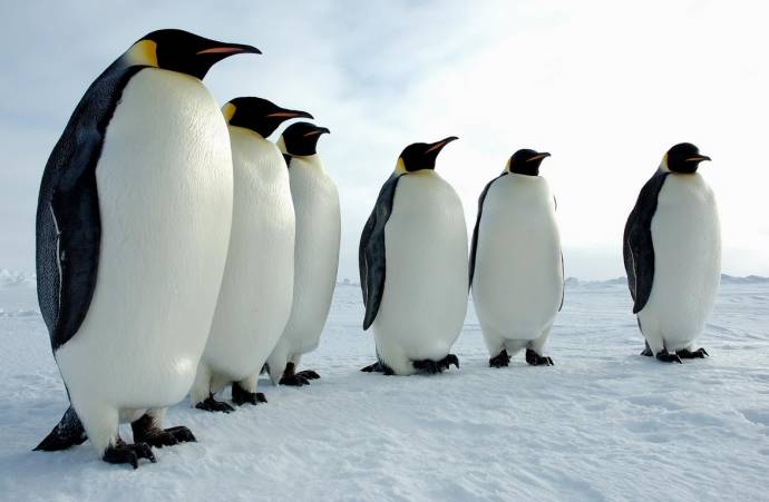 Імператорські пінгвіни за розміром найбільші з усіх пінгвінів