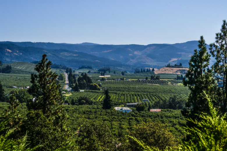 Одні з відомих господарств, що випускають примірники у інших виноробних зонах Каліфорнії, - Ridge Vineyards,   Fetzer   , Bonny Doon Vineyards