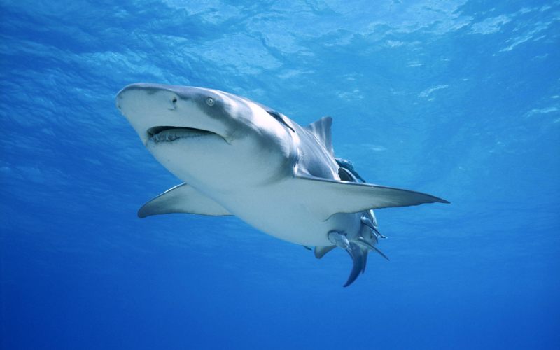 У морі часто зустрічаються акули, які становлять велику небезпеку для відпочиваючих на пляжах туристам