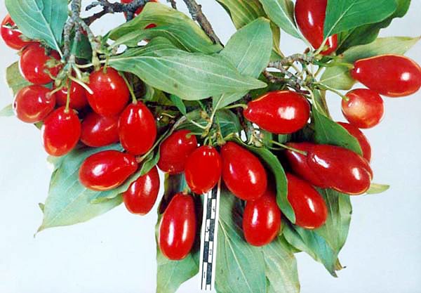 Корисні ягоди кизилу вживається в свіжому і сушеному вигляді