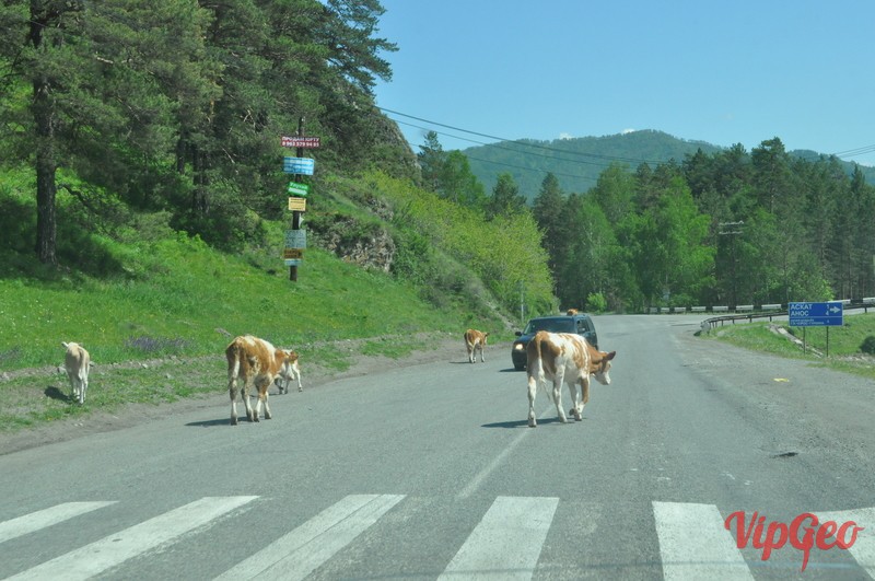 На всіх дорогах Гірського Алтаю будьте дуже уважні щодо домашньої худоби, він тут спокійно і без побоювань по-хазяйськи розгулює по трасі, навіть в густонаселених і галасливих місцях;