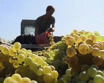Краснодарський край заслужено пишається своїми виноградниками