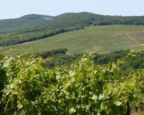 Зрілі виноградні плантації Шато займають дві з половиною сотні гектарів родючої землі, ще 120 гектарів відведено під молоду лозу
