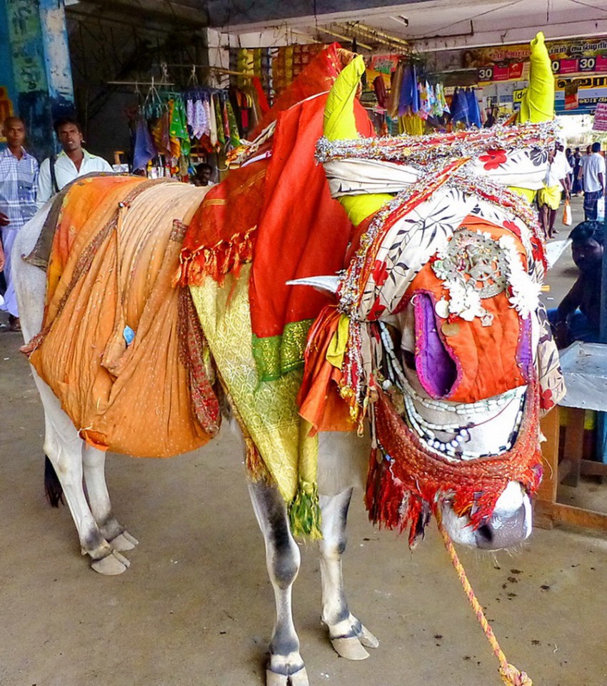 В Індії головним героєм Нового Року вважається корова