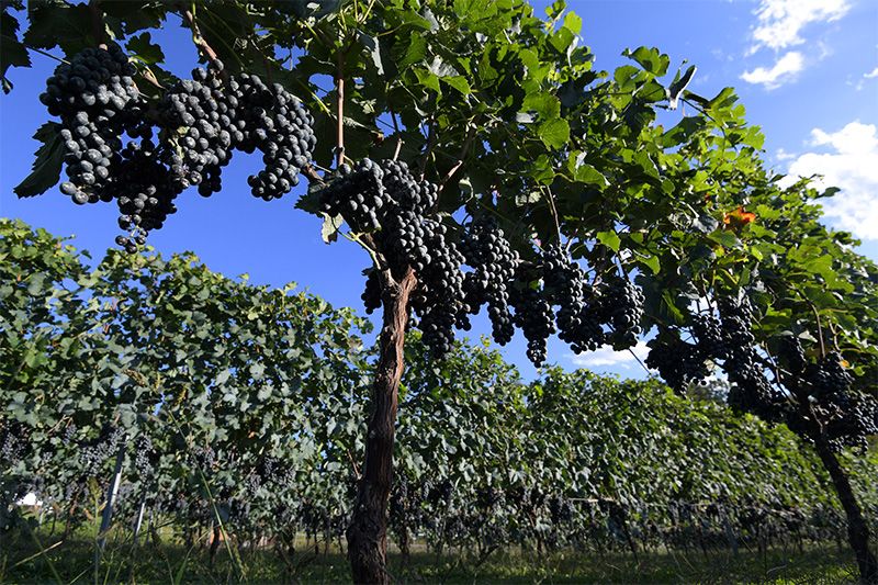 Відмінно визріли виноград мерло в очікуванні збору врожаю (м Татесіна, преф