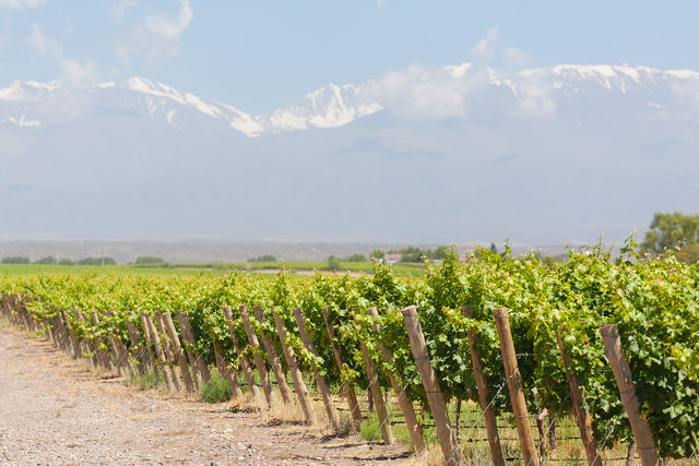Винна провінція Ла-Ріоха, що в західній частині країни, теж славиться кращими в Аргентині винами